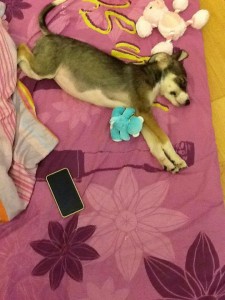 transport-wiena-catel-octombrie-2015