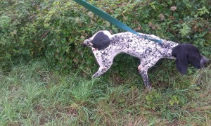 trasport-octombrie-2015-brac-german