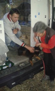 transport catei pisici germania anglia 15-04-2015 (31)     