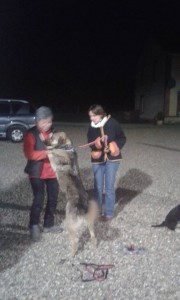 transport catei pisici germania anglia 15-04-2015 (33)     