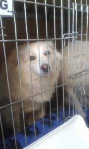 transport catei pisici germania anglia 15-04-2015 (34)     