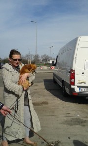 transport catei pisici germania anglia 15-04-2015 (35)     