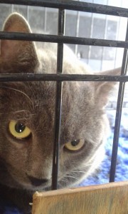 transport catei pisici germania anglia 15-04-2015 (39)     