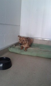 transport catei pisici germania anglia 15-04-2015 (41) 