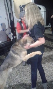 transport catei pisici germania anglia 15-04-2015 (43) 