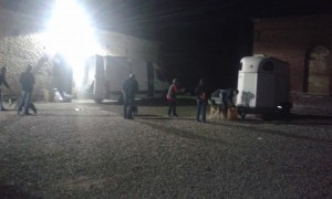 transport catei pisici germania anglia 15-04-2015 (44) 