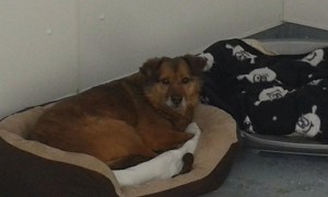 transport catei pisici germania anglia 15-04-2015 (45) 