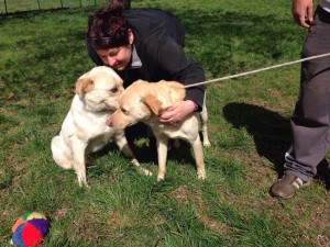 transport catei pisici germania anglia 15-04-2015 (47) 