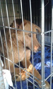 transport catei pisici germania anglia 15-04-2015 (48) 