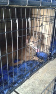 transport catei pisici germania anglia 15-04-2015 (49) 