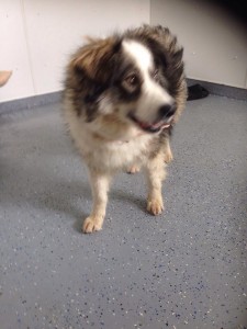 transport catei pisici germania anglia 15-04-2015 (50) 