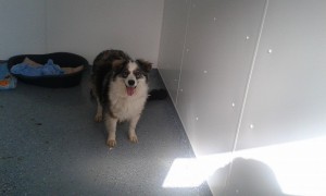 transport catei pisici germania anglia 15-04-2015 (62)    