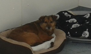 transport catei pisici germania anglia 15-04-2015 (63)    