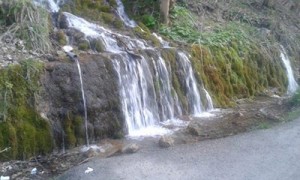 transport catei pisici germania anglia 15-04-2015 (71)     