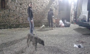 transport catei pisici germania anglia 15-04-2015 (74) 