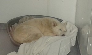 transport catei pisici germania anglia 15-04-2015 (75) 