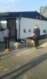 transport catei pisici germania anglia 15-04-2015 (76) 