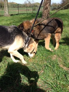 transport catei pisici germania anglia 15-04-2015 (77) 