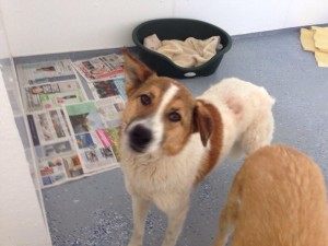 transport catei pisici germania anglia 15-04-2015 (79) 