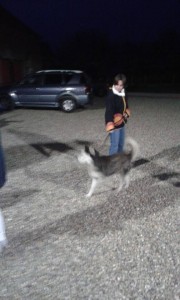 transport catei pisici germania anglia 15-04-2015 (80) 