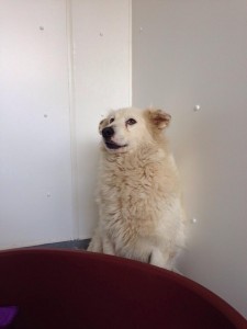 transport catei pisici germania anglia 15-04-2015 (81) 