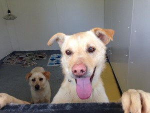 transport catei pisici germania anglia 15-04-2015 (82) 