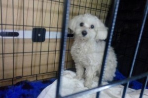 transport catei pisici germania anglia 15-04-2015 (83) 