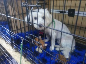 transport-2015-caini-uk-august