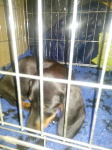 transport-anglia-caine-august-2015