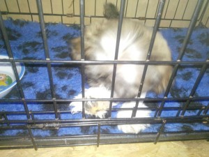 transport-august-2015-caine-anglia