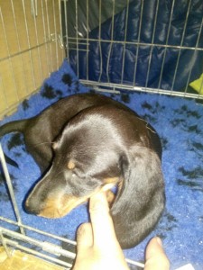 transport-caine-anglia-august-2015