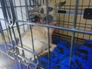 transport-caine-franta-august-2015