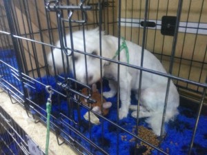 transport-catei-germania-august-2015