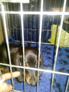 transport-catel-august-anglia-2015