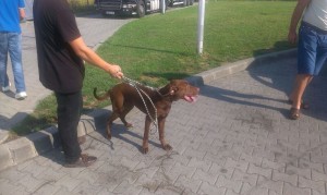 transport-doberman-anglia-august-2015