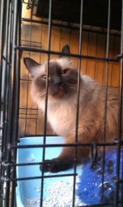 transport-pisica-anglia-august-2015