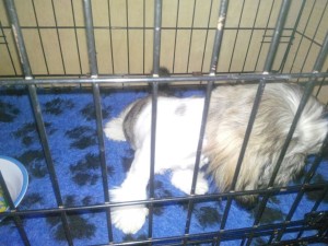 transport-uk-2015-august-catel