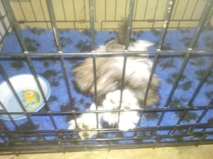 transport-uk-caine-2015-august