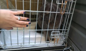 transport-uk-pisica-august-2015