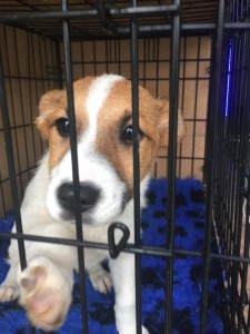 transport catei anglia 25-02-2015 (1)