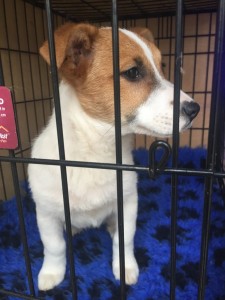 transport catei anglia 25-02-2015 (2)