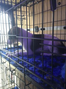 transport catei anglia 25-02-2015 (3)