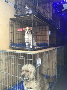 transport catei anglia 25-02-2015 (4)