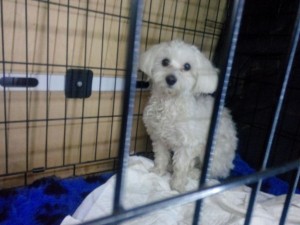 transport catei anglia 25-02-2015 (6)