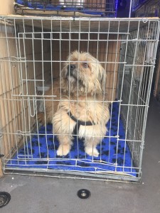 transport catei anglia 25-02-2015