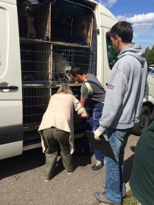transport catei anglia 25-05-2015 (7)