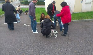 transport catei franta 26-10-2014  (2)